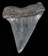 Large Fossil Mako Shark Tooth - Georgia #40649-1